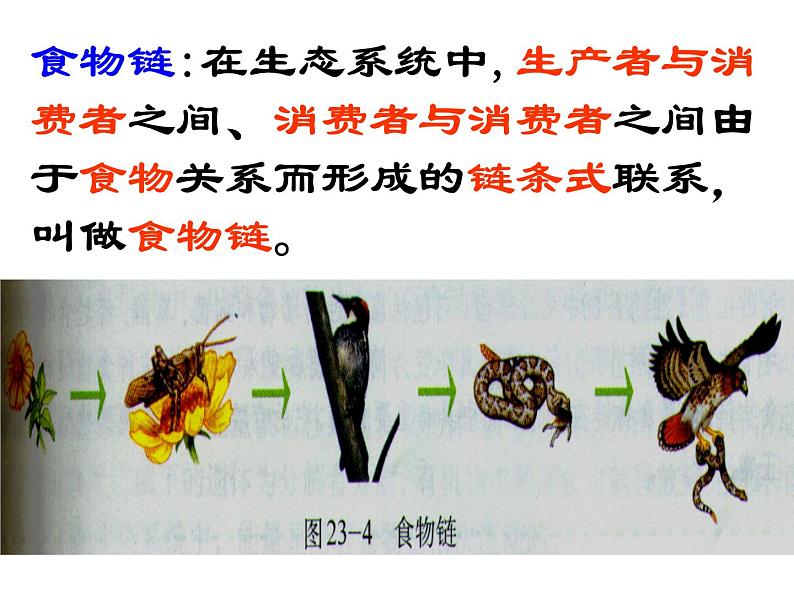 北师大版八下生物 23.3生态系统的结构和功能 课件第5页