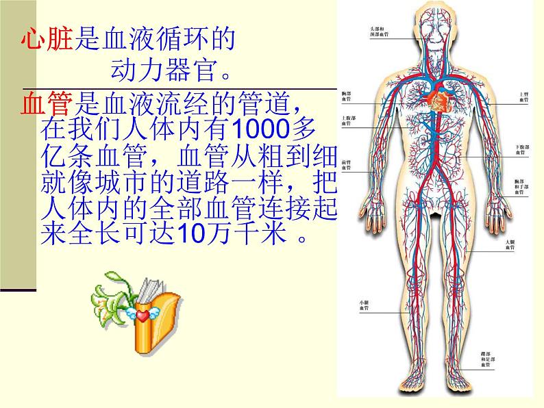 济南版七下生物 3.2物质运输的器官 课件第3页