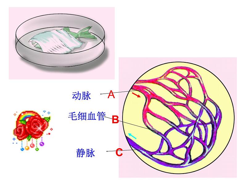 济南版七下生物 3.2物质运输的器官 课件第7页