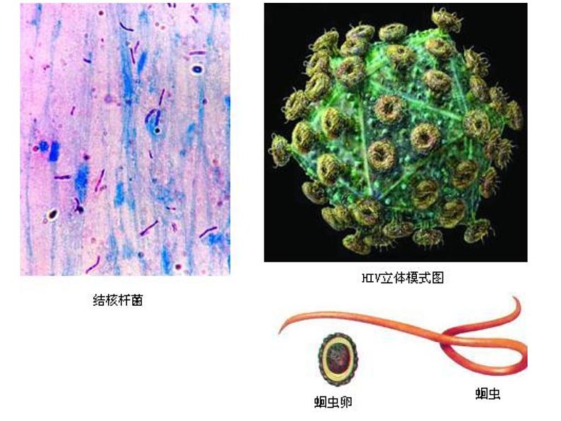 济南版七下生物 6.2传染病及其预防 课件05