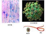 济南版七下生物 6.2传染病及其预防 课件