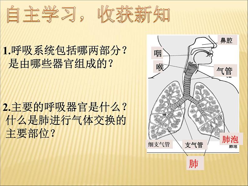 济南版七下生物 2.1人体与外界的气体交换 课件04