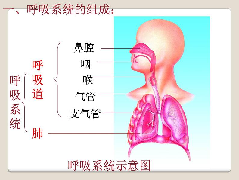 济南版七下生物 2.1人体与外界的气体交换 课件05