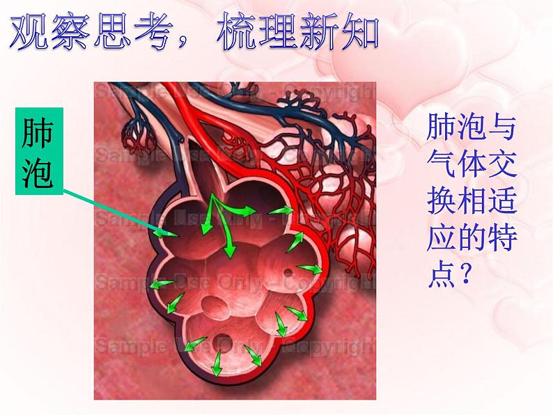 济南版七下生物 2.1人体与外界的气体交换 课件07