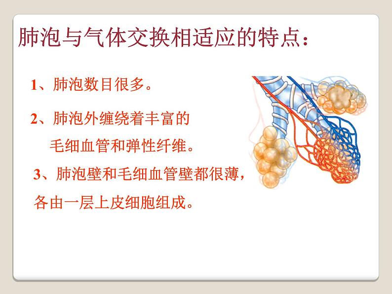 济南版七下生物 2.1人体与外界的气体交换 课件08