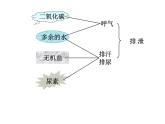 济南版七下生物 4.1尿液的形成和排出 课件