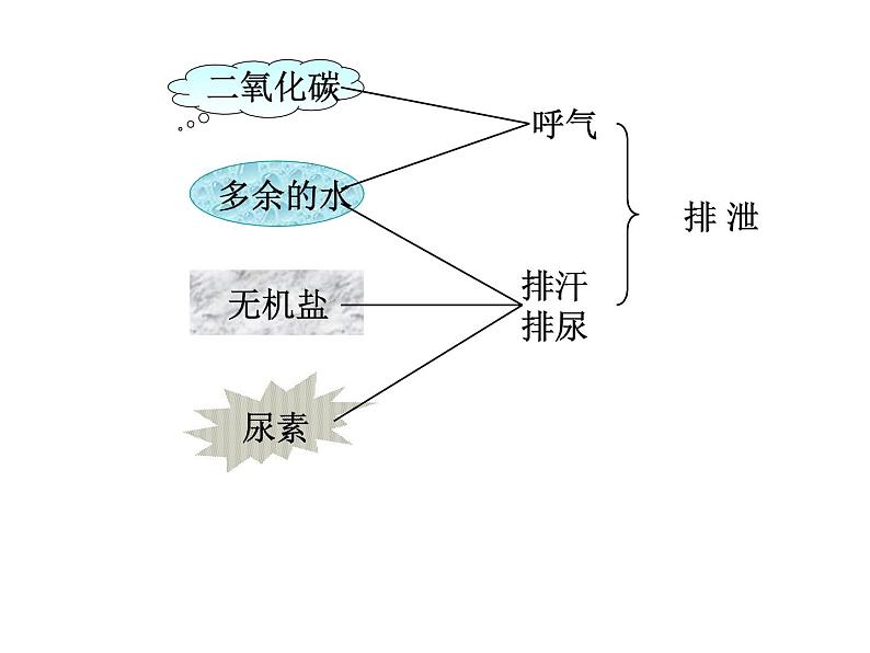 济南版七下生物 4.1尿液的形成和排出 课件第4页