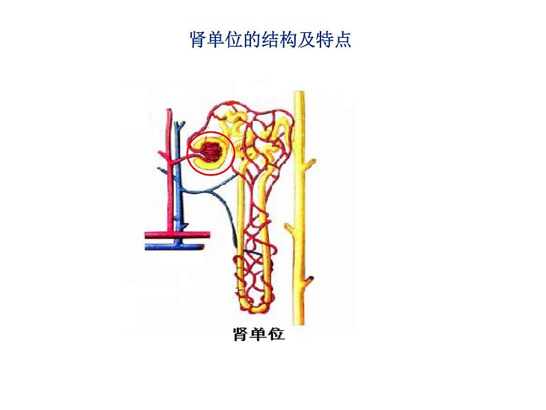 济南版七下生物 4.1尿液的形成和排出 课件第7页