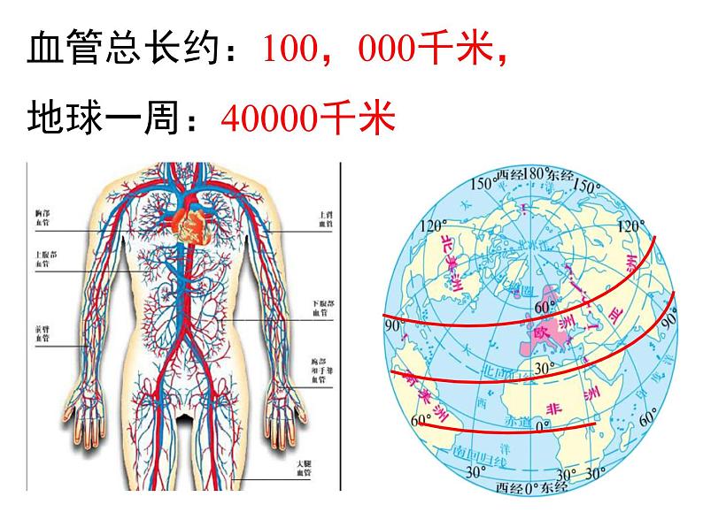 济南版七下生物 3.2物质运输的器官 课件第3页