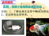 济南版七下生物 3.2物质运输的器官 课件