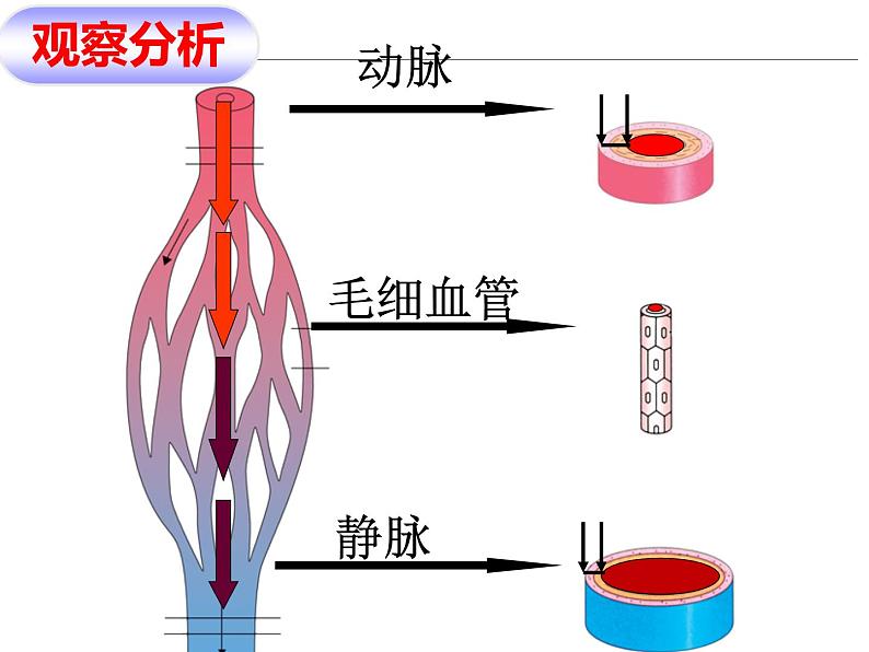 济南版七下生物 3.2物质运输的器官 课件第8页