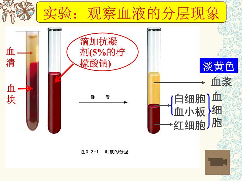 济南版七下生物 3.1物质运输的载体 课件06