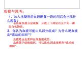 济南版七下生物 3.1物质运输的载体 课件
