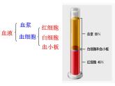 济南版七下生物 3.1物质运输的载体 课件