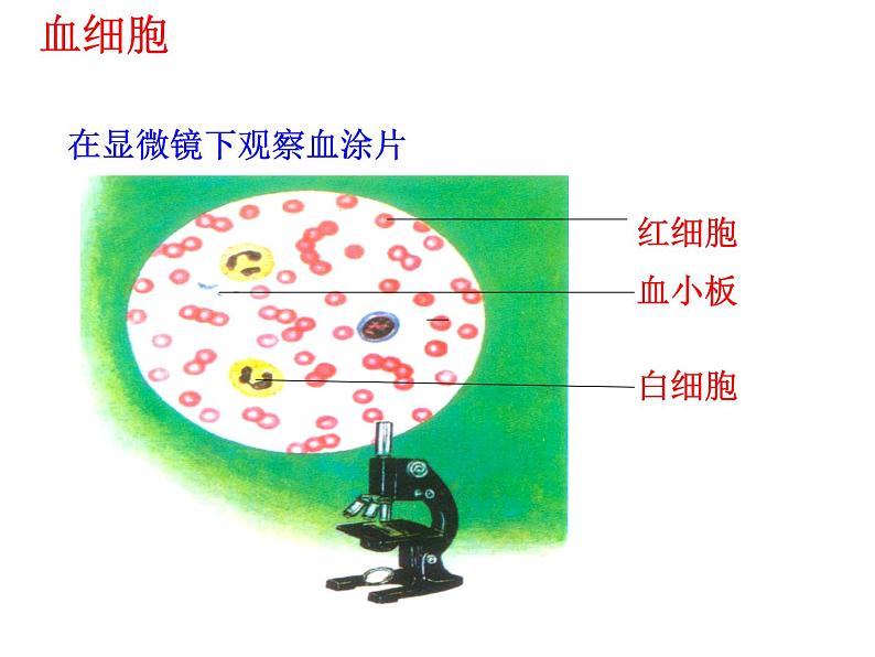 济南版七下生物 3.1物质运输的载体 课件08