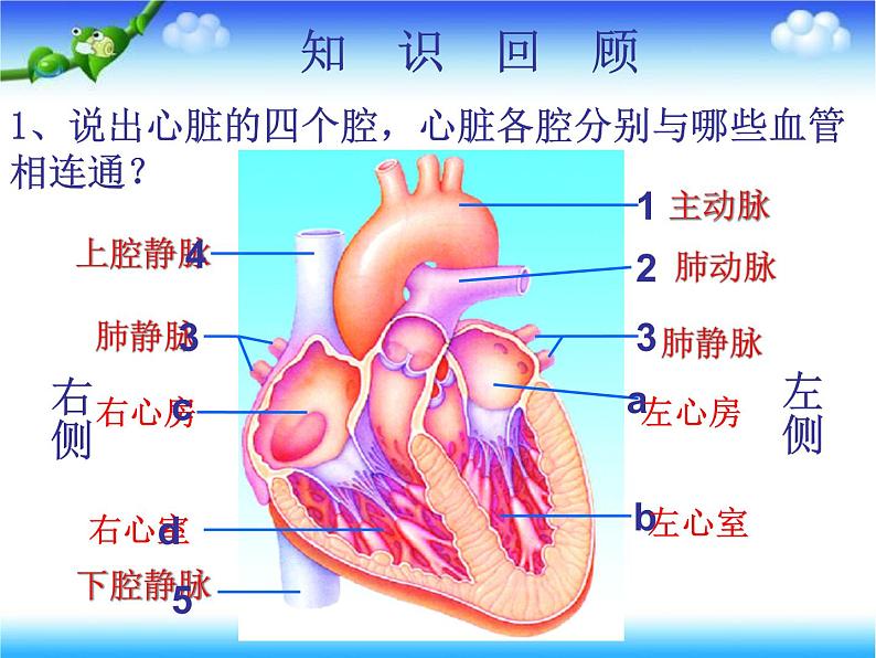 济南版七下生物 3.3物质运输的途径 课件第3页