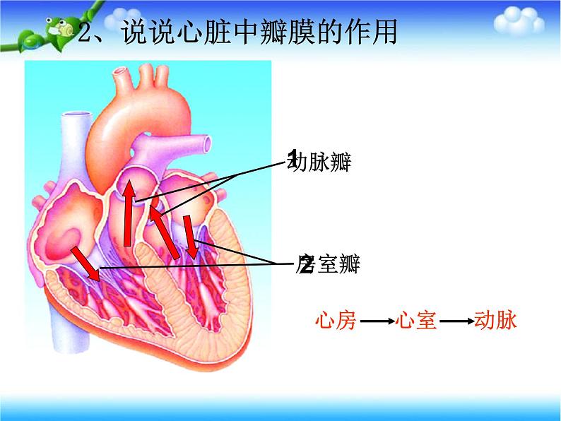 济南版七下生物 3.3物质运输的途径 课件第4页