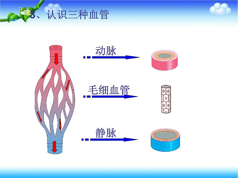 济南版七下生物 3.3物质运输的途径 课件第5页