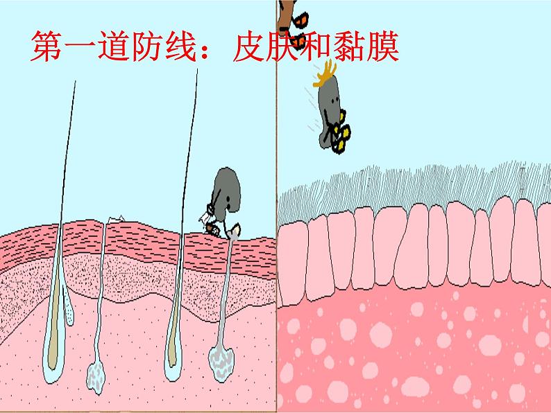 冀教版七下生物 6.1免疫 课件第7页