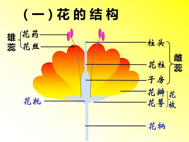 冀教版八下生物 6.1.1被子植物的生殖 课件08