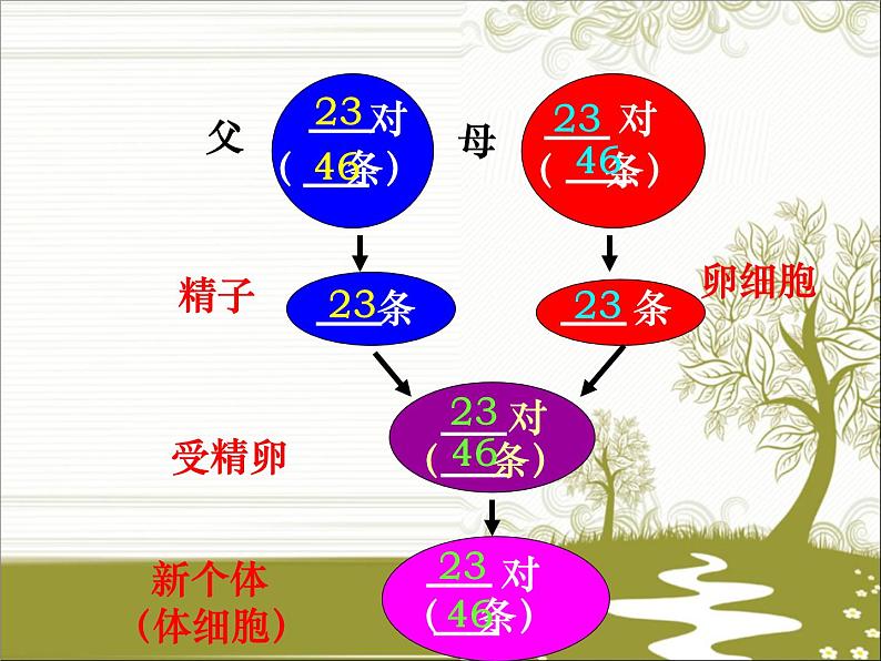 冀教版八下生物 6.2.1遗传 课件02