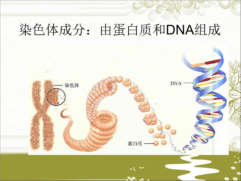 冀教版八下生物 6.2.1遗传 课件03