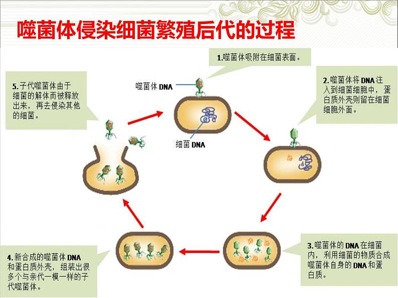 冀教版八下生物 6.2.1遗传 课件04