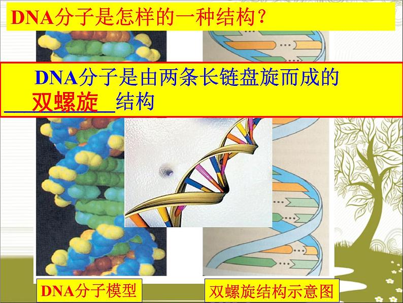 冀教版八下生物 6.2.1遗传 课件08