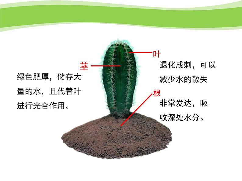 冀教版八下生物 7.1.2生物对环境的适应和影响 课件05