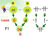 冀教版八下生物 6.2.2变异 课件