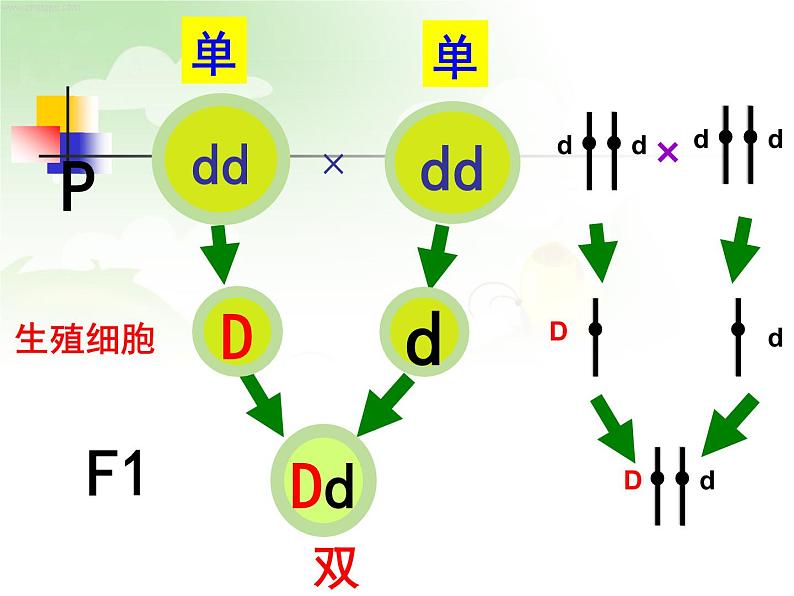 冀教版八下生物 6.2.2变异 课件第2页