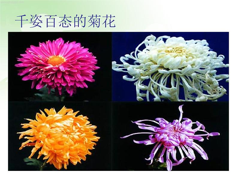 冀教版八下生物 6.2.2变异 课件第5页