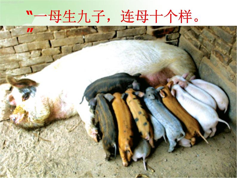 冀教版八下生物 6.2.2变异 课件第6页