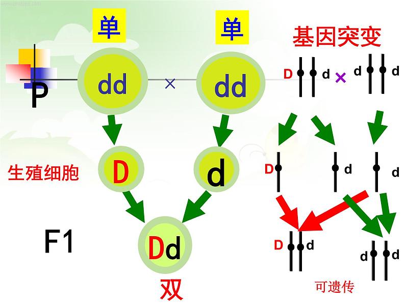 冀教版八下生物 6.2.2变异 课件第7页