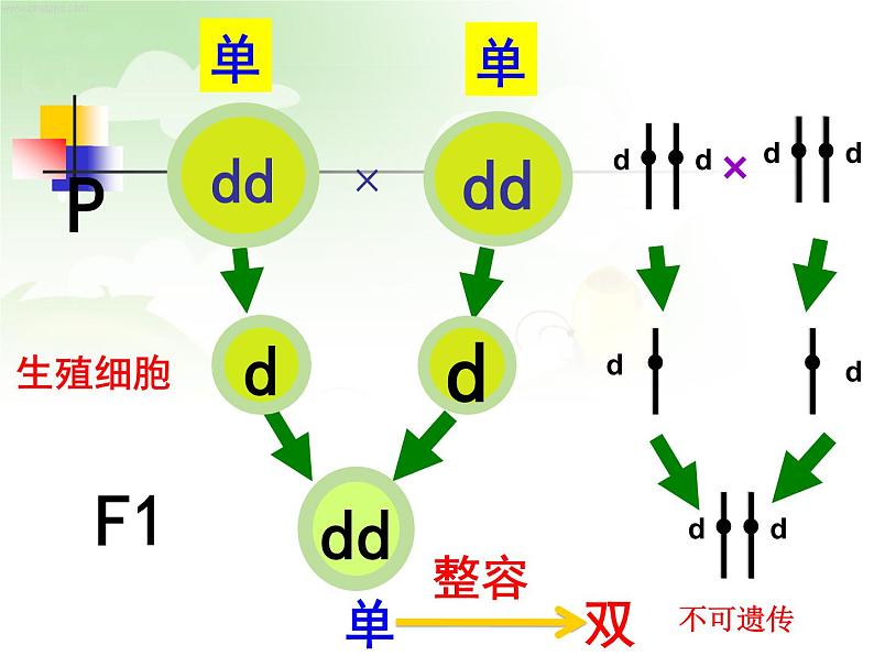 冀教版八下生物 6.2.2变异 课件第8页