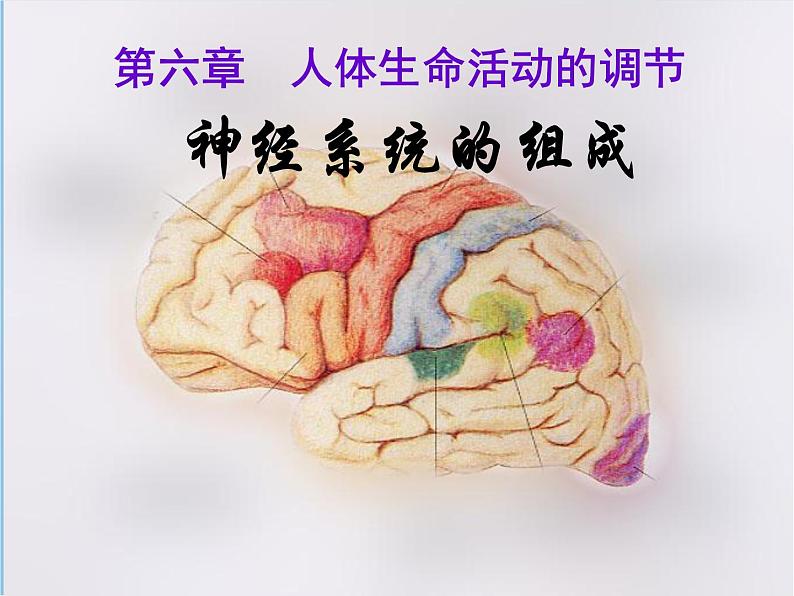 人教版七下生物 6.2神经系统的组成 课件第1页