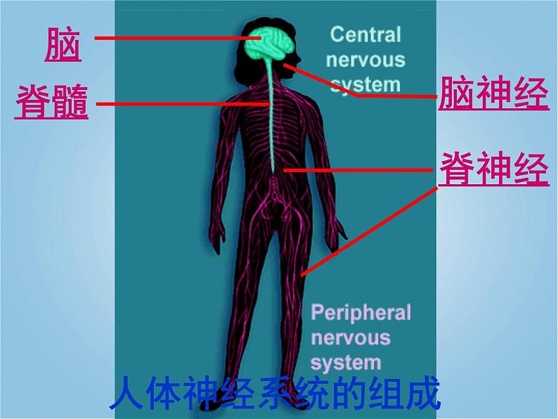 人教版七下生物 6.2神经系统的组成 课件第4页