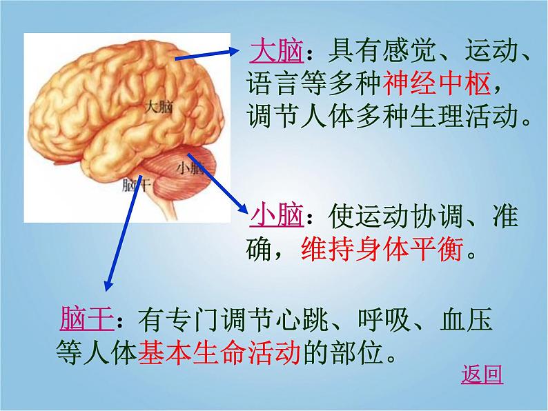 人教版七下生物 6.2神经系统的组成 课件第5页