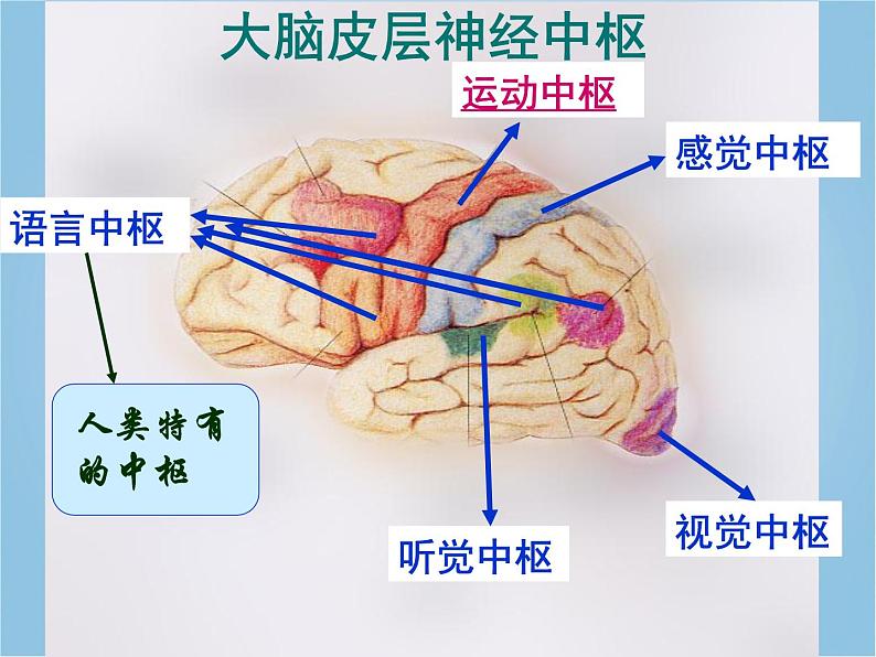 人教版七下生物 6.2神经系统的组成 课件第6页