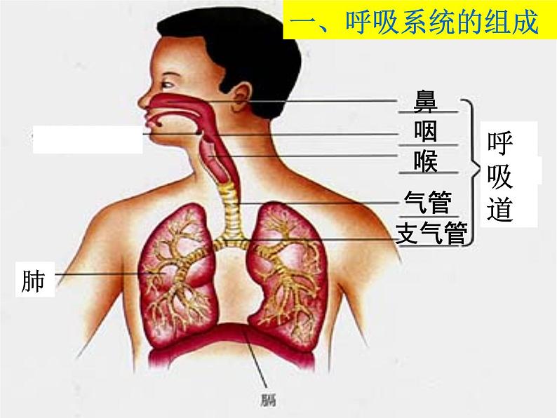 人教版七下生物 3.1呼吸道对空气的处理  课件03