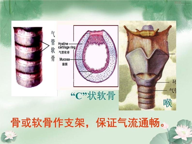 人教版七下生物 3.1呼吸道对空气的处理  课件06