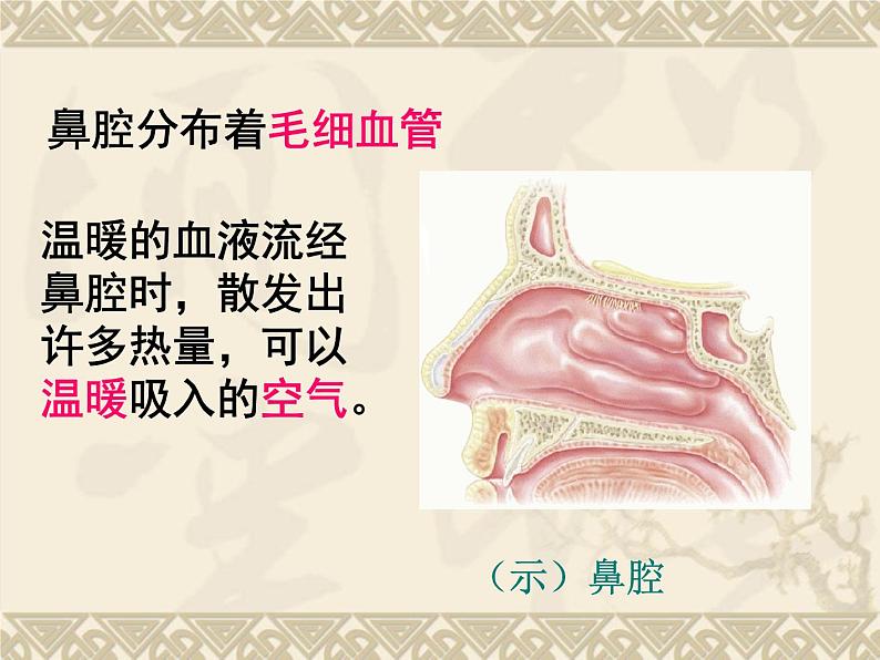 人教版七下生物 3.1呼吸道对空气的处理  课件08