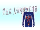 人教版七下生物 5人体内废物的排出 课件