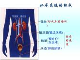 人教版七下生物 5人体内废物的排出 课件