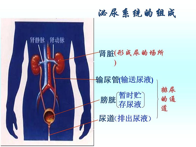 人教版七下生物 5人体内废物的排出 课件04