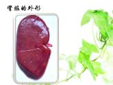 人教版七下生物 5人体内废物的排出 课件