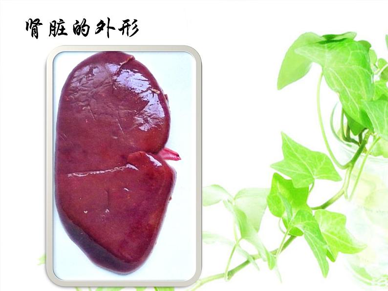 人教版七下生物 5人体内废物的排出 课件05