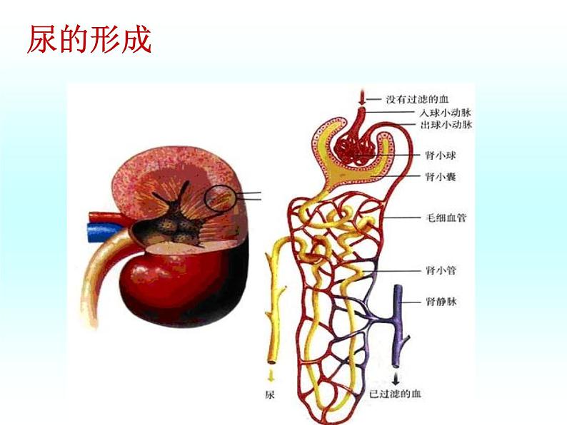 人教版七下生物 5人体内废物的排出 课件07