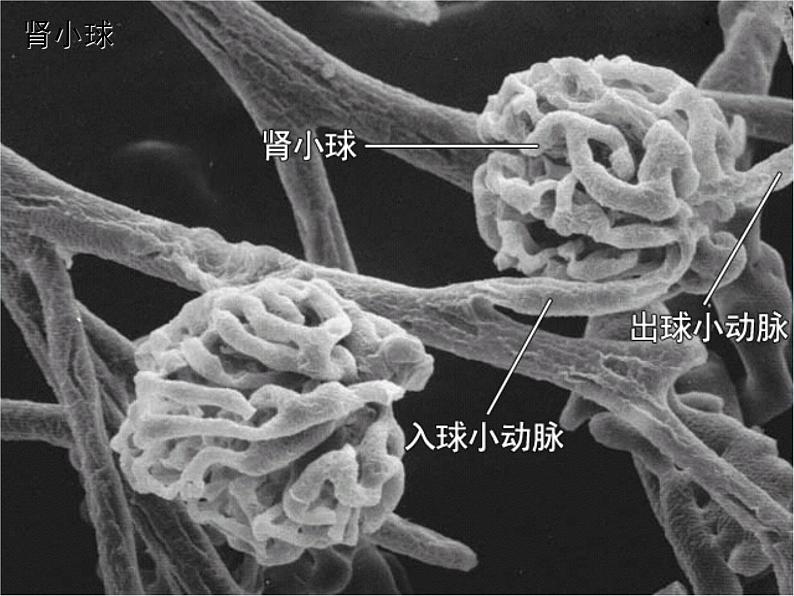 人教版七下生物 5人体内废物的排出 课件08