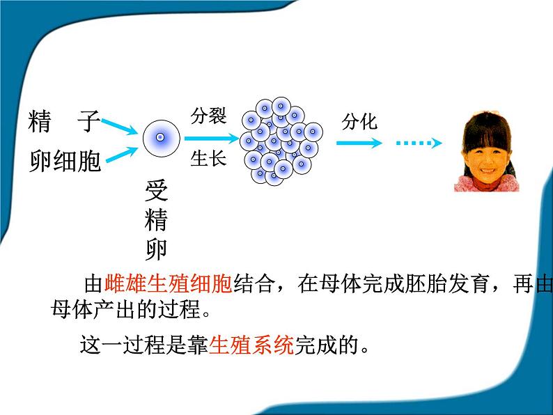 人教版七下生物 1.2人的生殖 课件第3页